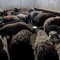 بره نر پای پروار|حیوانات مزرعه|بزینه رود, |دیوار