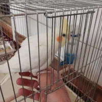 عروس هلندی لوتینو