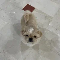 پیکینیز امپریال فوری|سگ|ری, اقدسیه|دیوار