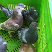 کبوترپلاکی