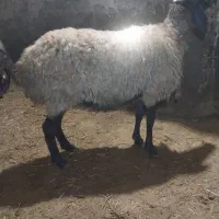 میش|حیوانات مزرعه|سلطانیه, |دیوار