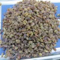 کشمش سایه خشک ملایر