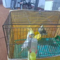 عروس هلندی نر و ماده جوجه کن|پرنده|اصفهان, سودان|دیوار