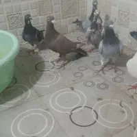 فروش کفتر شیرازی