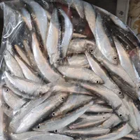 فروش ویژه ماهی کیلکا تازه صید شده|خوردنی و آشامیدنی|رشت, بلوار گیلان|دیوار