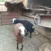 ۲راس بره نر اصل چال
