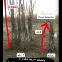 فروش انواع نهال به صورت چکی