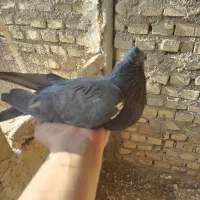 نر زاجر|پرنده|یزد, |دیوار