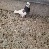 فروش کبوتر طوقی،طوق سبز ماده