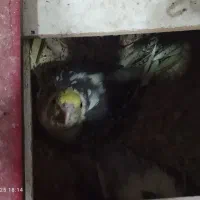 فنج وعروس لوتینو وعروس هلندی|پرنده|تبریز, |دیوار