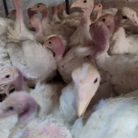 جوجه بوقلمون بیوتی|حیوانات مزرعه|زابل, |دیوار