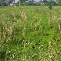 فروش۲۷۰متر زمین مسکونی.کلاچای