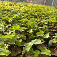 نهالستان رضازاده