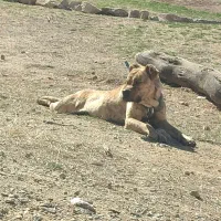 پیت بول نرو ماده