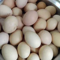 تخم مرغ محلی تازه سالم