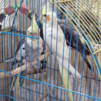 عروس هلندی|پرنده|امیدیه, |دیوار