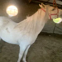 مادیان کرد درجه یک|اسب و تجهیزات اسبسواری|بوکان, |دیوار