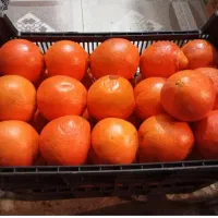 پرتغال تامسون شیرین  ابدار ضمانتی درب منزل روز پدر