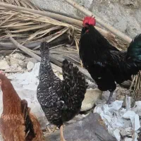 خروس سیاه محلی اصل ریشی