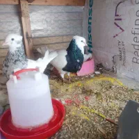 جوجه کبوتر طوقی|پرنده|فلاورجان, |دیوار