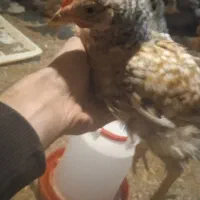 جوجه مرغ محلی