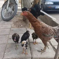 لاری‌‌مرغ‌خروس‌.جوجه‌