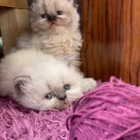 گربه هیمالین