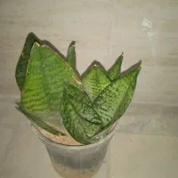 گل سانسوریا پاکوتاه|گل و گیاه طبیعی|فولادشهر, مسکن مهر فولادشهر|دیوار