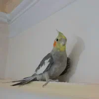 عروس هلندی