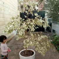 ۲درختچه بزرگ بنجامین سبز و ابلق(گل گیاه آپارتمانی)