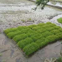 توم بجار علی کاظمی