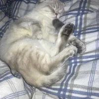 گربه اسکاتیش وارداتی سیلور فحل شده اماده کشش