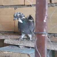 درود درود|پرنده|جونقان, |دیوار