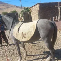 مادیان