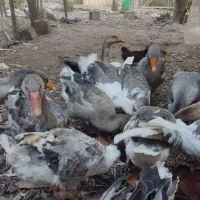 گله غاز تخمگذار|حیوانات مزرعه|لنگرود, |دیوار