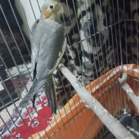 جوجه عروس هلندی