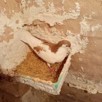 کفتر طوقی هفت‌رنگ نر چپ زرد ماده|پرنده|سبزوار, قصبه شرقی|دیوار