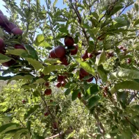 معاوضه تیبا بالیفان ۶۲۰