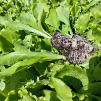 نشا کاهو مهرگان 48|خدمات باغبانی و درختکاری|ورامین, شهرک ولیعصر|دیوار