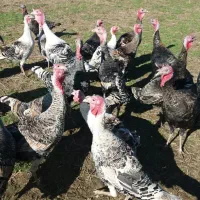 بوقلمون و اردک