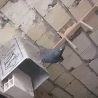 کبوتر شهرضا|پرنده|شهرضا, |دیوار