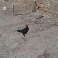خروس|حیوانات مزرعه|جوانرود, |دیوار