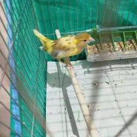 قناری نر مست