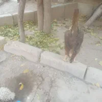 مرغ لاری افغان اصیل|حیوانات مزرعه|تاکستان, |دیوار