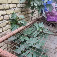 درخت انجیر بزرگ میوه دار گلدانی مناسب برای پشت بام|گل و گیاه طبیعی|اصفهان, عاشق‌آباد|دیوار