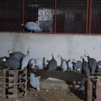 فروش مرغ شاخدار نر زنده یا پرکنده