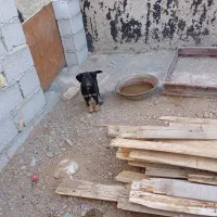 توله سرابی اصیل ماده|سگ|خلخال, |دیوار