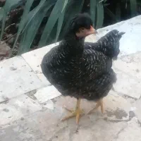 مرغ و خروس رسمی|حیوانات مزرعه|گلبهار, شهر جدید گلبهار|دیوار