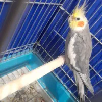 عروس هلندی و ظبط سیستم خور