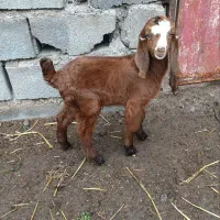 بزغاله نر پاکستانی